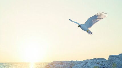 Naklejka premium Majestic White Bird of Prey Soaring Coastal Sunset Freedom Flight Wildlife