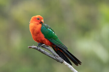 A male Australian King parrot with vibrant green and red feathers looks over its shoulder while perched on a dead branch in a suburban garden on the Gold Coast in Queensland, Australia.