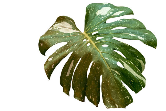 Feuille de philodendron montera tha&iuml; constellation, fond blanc 
