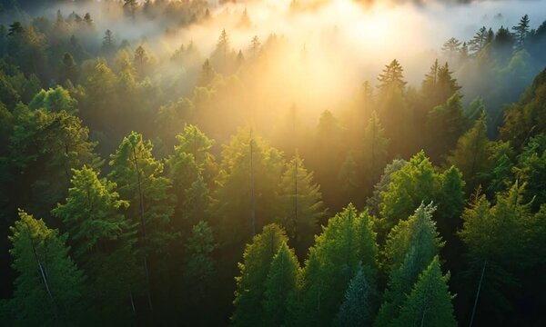 Enchanted Foggy Forest with Sunlit Glow