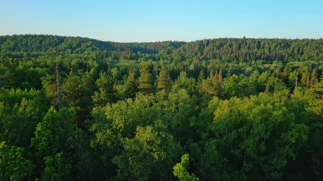 A panoramic view of a lush, green forest stretching over rolling hills under a bright, clear blue sky, highlighting the vibrant diversity of tree species and untouched wilderness.