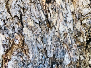 Bark wood texture background