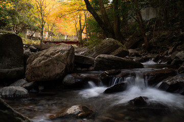 黄色に色づく美しい森と流れる川