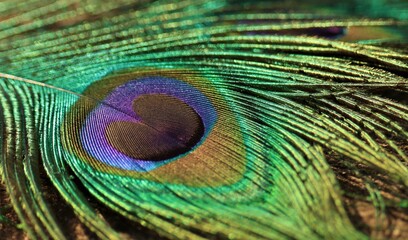 Naklejka premium Peacock feather closeup. Selective focus.