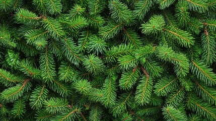 Lush green fir branches create a dense, textured background. Ideal for Christmas cards, winter themes, or natural textures.