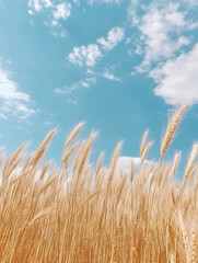 Obraz premium Lush Wheat Field with Golden Stalks Swaying in the Breeze under a Brilliant Blue Sky with Soft White Clouds