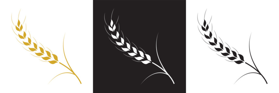 Set of simple wheats ears icons and wheat logo design elements for beer, organic fresh food corn farm, bakery themed agriculture design, grain element,  isolated on white and black background. EPS 10