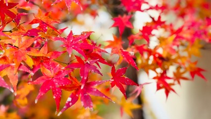 autumn leaves background