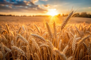 Naklejka premium Sunlit Wheat Field: Sustainable Abundance - Single Line Drawing Photography