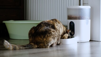 A cat eating from the automatic dispenser feeder. A portion of dry food for pet. Feeding a domestic animal on schedule. To stay at home alone for a few days. Smart home device concept. Side view