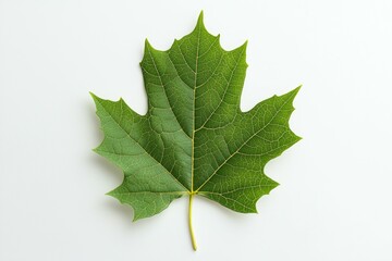 Close-up of green maple leaf on white background highlighting veins and texture