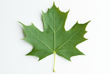 Close-up of a green maple leaf with detailed veins on white background
