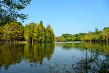 Woods by the lake, natural scenery
