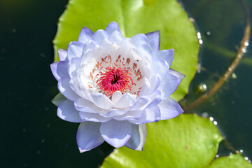 Close-up of a lotus flower in a pond
