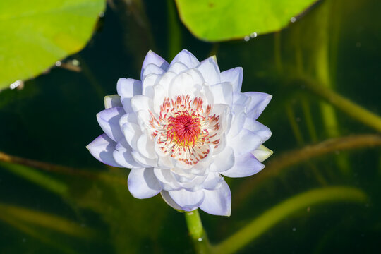 「きれいな花」の写真素材 | 6,067,907件の無料イラスト画像 | Adobe Stock