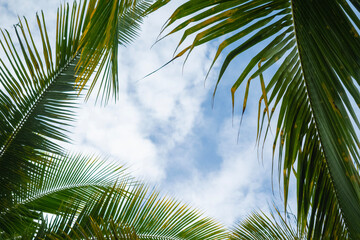 Fototapeta premium coconut tree leaves on blue cloudy sky copy space