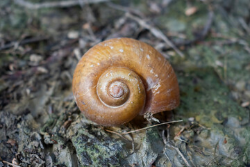 close up of wild snail shell on muddy ground