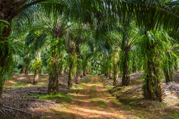 Obraz premium palm oil trees plantation with unpaved road in the morning