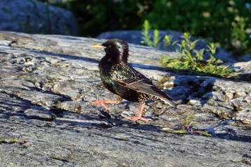 Common starling, Sturnus vulgaris, running busy in early summer sunlight. 