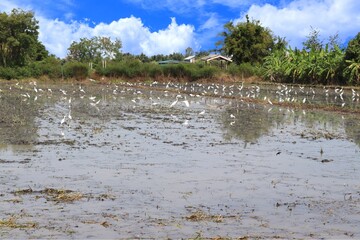 Rice fields empty with water, birds finding food after the rice harvest, wait for the next planting again is the culture of the farmers in Thailand.