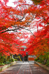 龍福寺参道を彩る真っ赤な紅葉【山口県山口市】