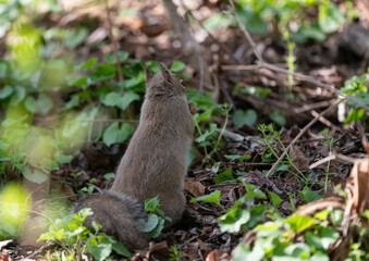 森の中で木の実を探すニホンリス