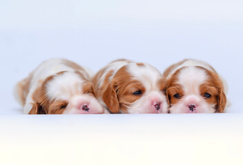 small newborn dog puppy cavalier king charles spaniel on white isolated background