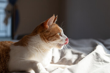 見つめる猫の横顔　茶トラ白