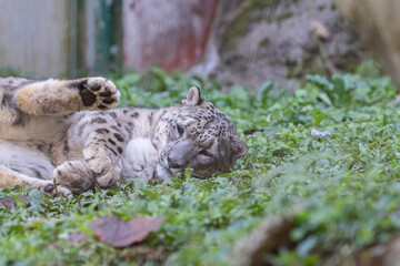 仰向けに寝転がる可愛いユキヒョウ