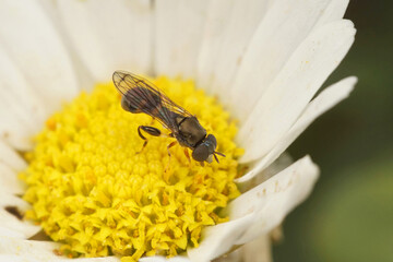 Closeup on the small Smudge-veined clubtail hoverfly, Neoascia podagrica on a common daisy