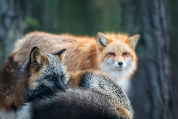 Two foxes interacting in a forest setting during early morning light, showcasing their natural behavior and striking fur patterns