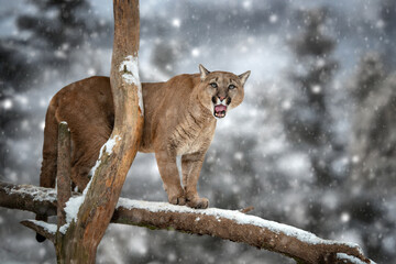 Snowfall highlights a mountain lion perched on a tree branch in a winter landscape during a serene evening