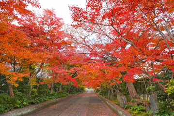 龍福寺参道を彩る真っ赤な紅葉【山口県山口市】
