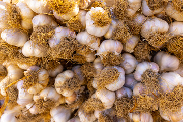 organic natural fresh dried mature famous Kastamonu Taskopru garlic