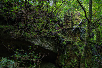 屋久島　白谷雲水峡　辻の岩屋