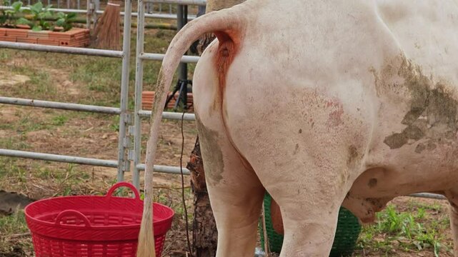 Cow trying to poo on the ground