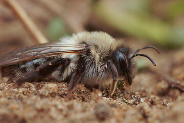 Closeup on a grey-backed mining bee, Andrena vaga sitting on the ground