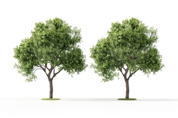 Two trees isolated on white background
