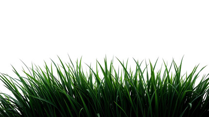Obraz premium Elegant Minimalist Image of Green Grass on White