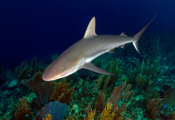 Caribbean Reef Shark (Carcharhinus perezii) with a coral garden below.