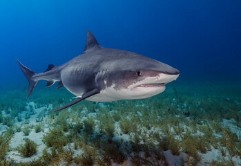 Fototapeta premium Eye level with a Tiger shark (Galeocerdo cuvier) with a coral garden below.