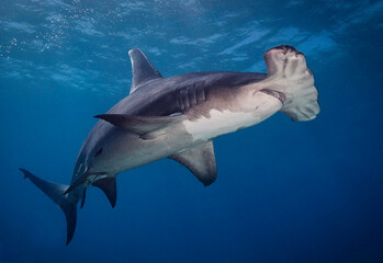 Looking up at a Great hammerhead shark (Sphyrna mokarran).