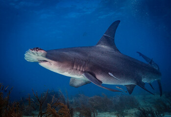 Eye level with a Great hammerhead shark (Sphyrna mokarran) with attending Ramora (suckerfish) passing over a coral garden below.