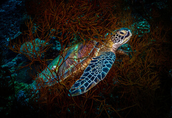 Eye level with a Green turtle (Chelonia mydas) resting in a sea fan. The beautiful turtle shell is very prominent.