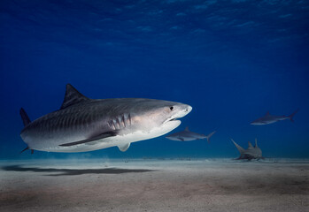 Fototapeta premium Eye level with a Tiger shark (Galeocerdo cuvier) with its shadow on the sea floor. Ramora (suckerfish) in attendance. More sharks to rear.