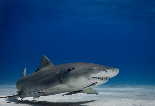 Eye level with a Lemon Shark (Negaprion brevirostris) with its shadow on the sea floor. Ramora (suckerfish) in attendance.