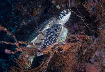 Eye level with a Green turtle (Chelonia mydas) resting on a coral whip. The beautiful turtle shell is very prominent.
