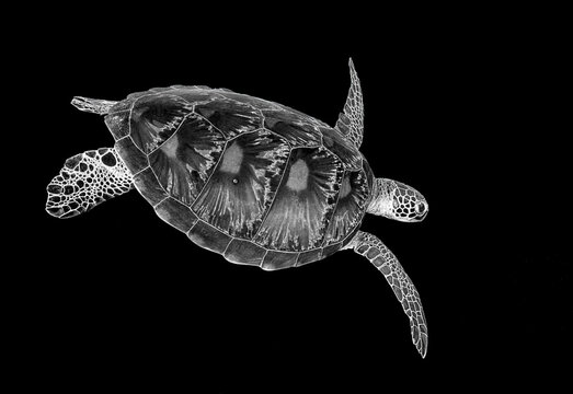 A black and white mono image looking down on a Green turtle (Chelonia mydas) swimming in the ocean. The beautiful turtle shell is very prominent.