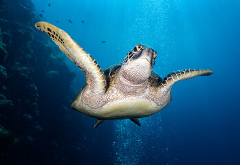 Obraz premium Eye level with a Green turtle (Chelonia mydas) swimming directly towards us and looking at us. The turtle's eye is very prominent.