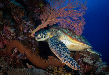 Obraz premium Eye level with a Green turtle (Chelonia mydas) resting next to a sea fan. The beautiful turtle shell is very prominent.